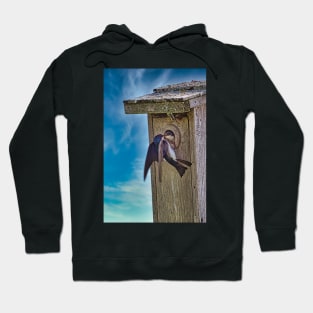 Tree Swallows At Nest Box Hoodie